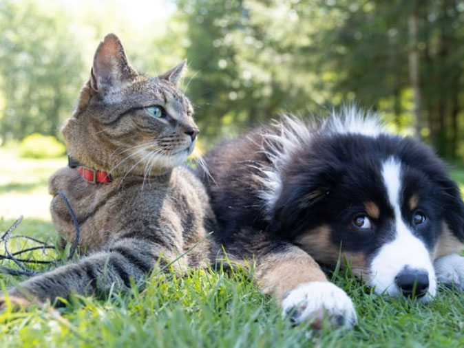 cat and dog in grass